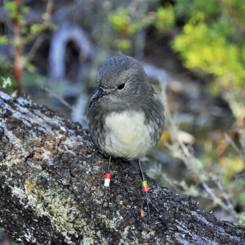  Sth Island Robin 2