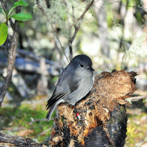 Sth Island Robin
