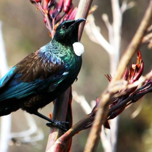 Tui