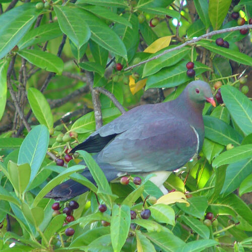 Wood Pigeon