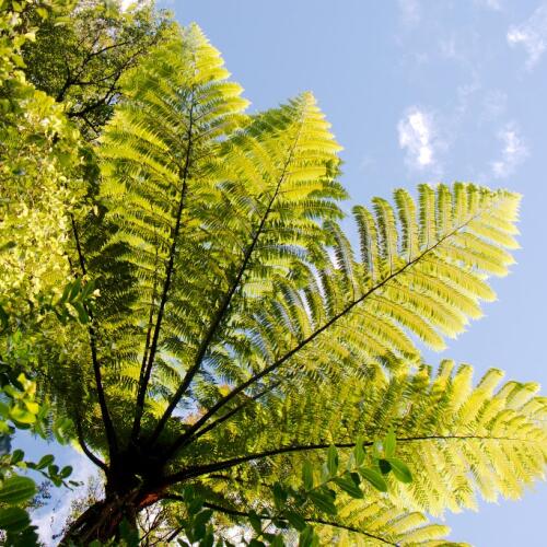 Ferns + Sky