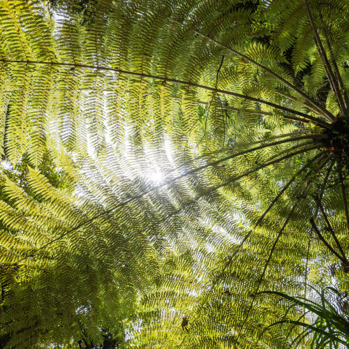  Ferns