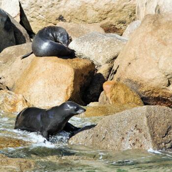 Kayak with Seals