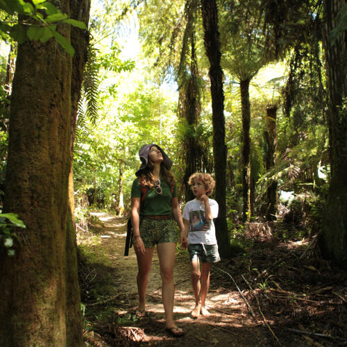 Te Pukatea View