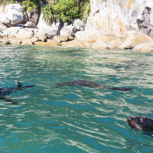 See the wildlife from the Vista Cruise